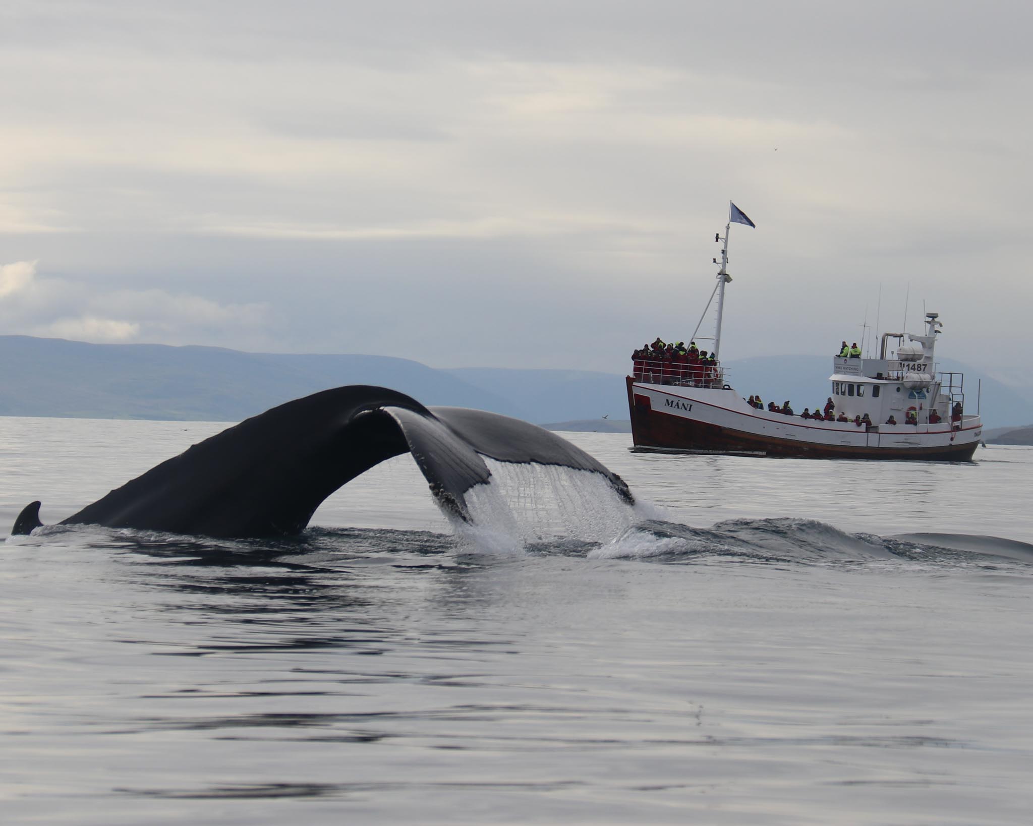 Whale Watching in Dalvik | North Iceland Tours | Arctic Sea Tours