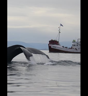 Observation des baleines à Dalvik